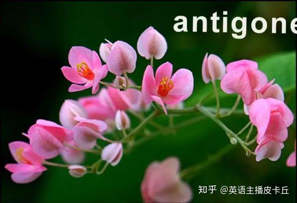 超全鲜花英文名称汇总及配图 建议收藏 知乎