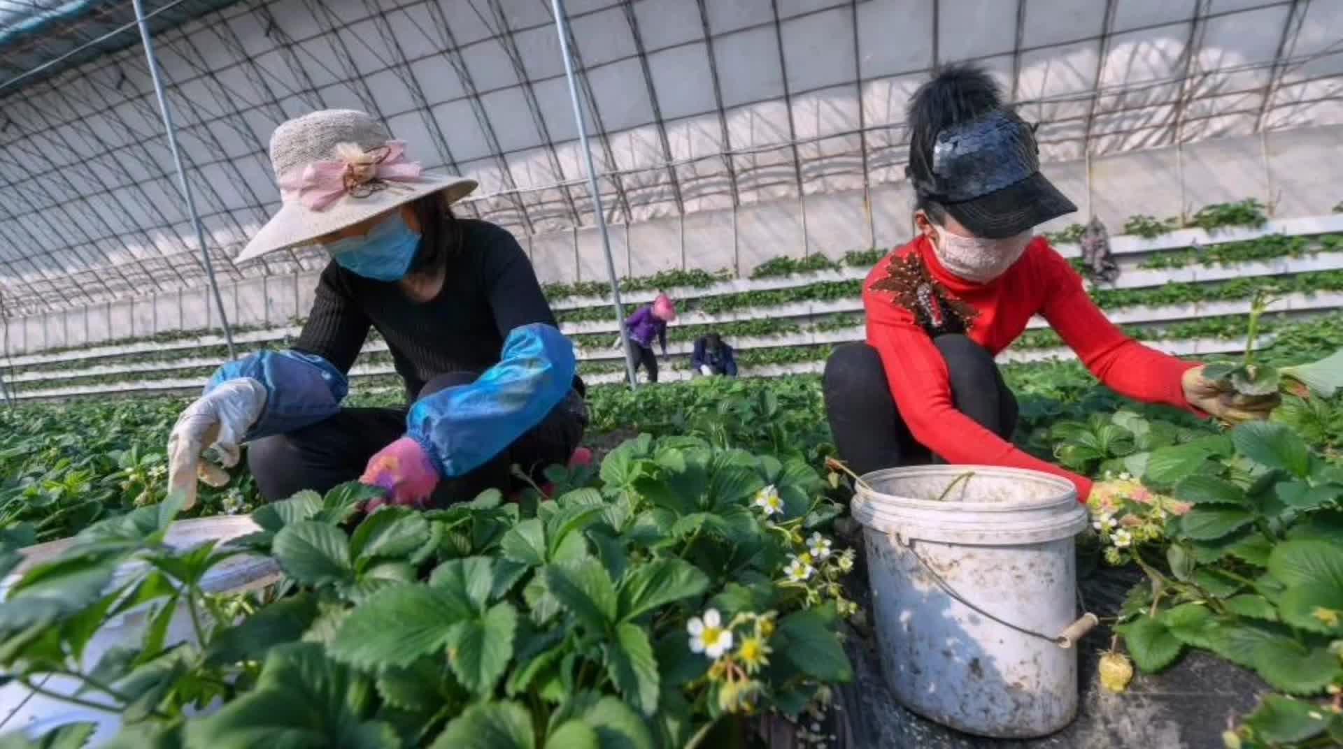 山楂树苗购买