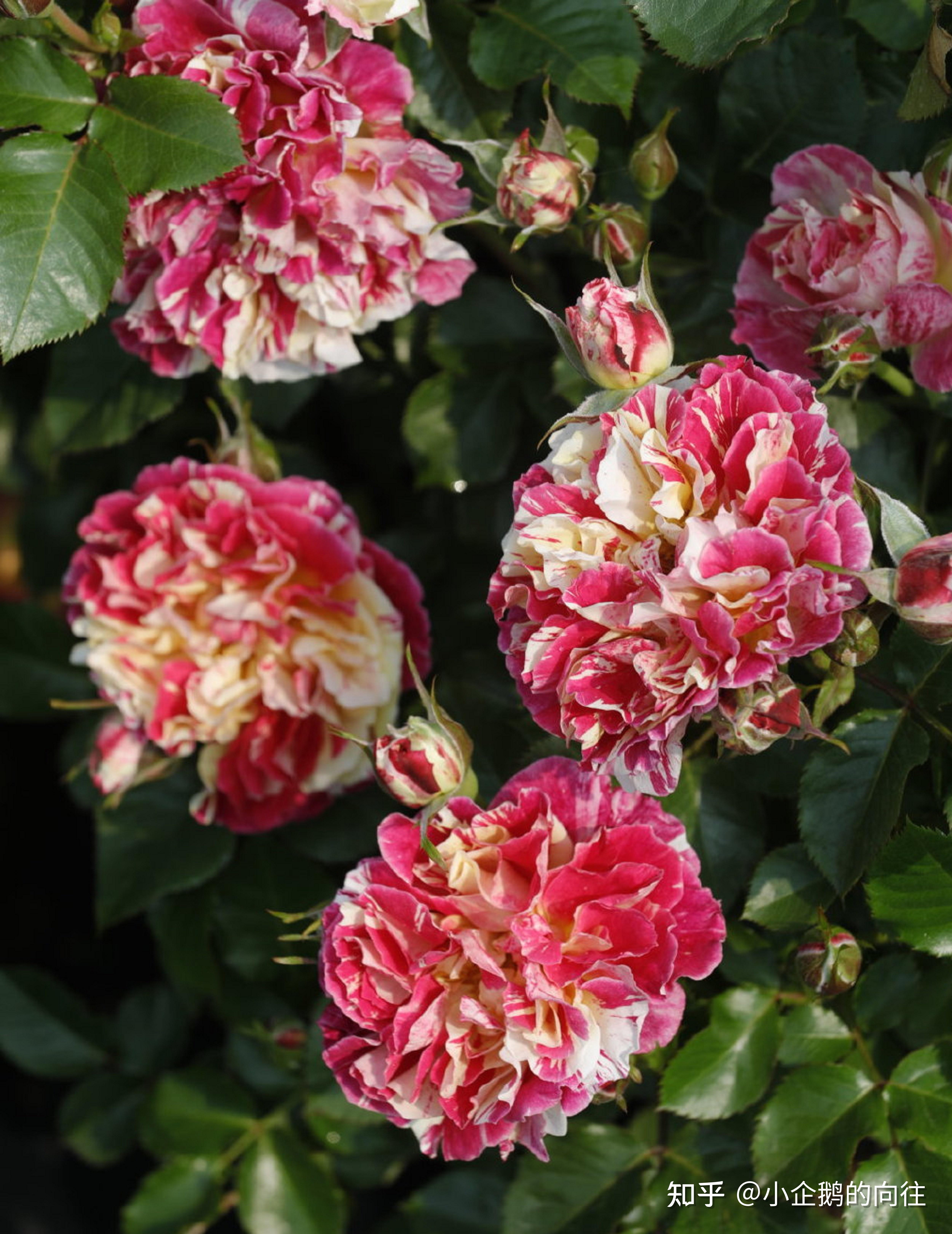 红黄双色条纹月季跳脱的色彩来给冬日一点热闹的气氛吧