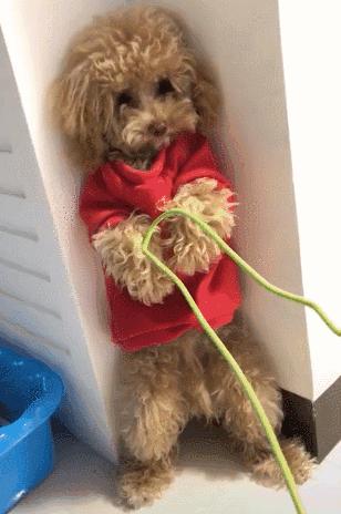 这几件事都是泰迪犬的命门一击致命