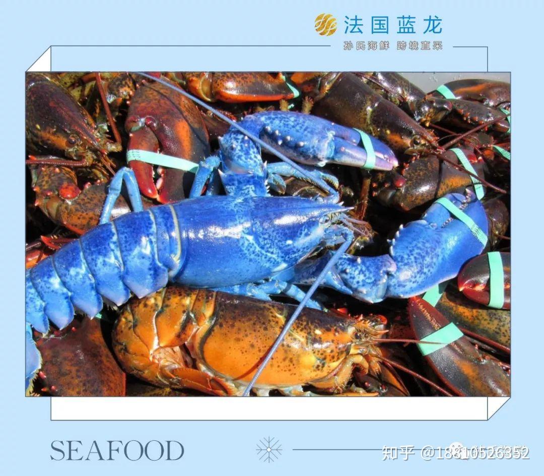 孙氏海鲜法国蓝龙的四种吃法