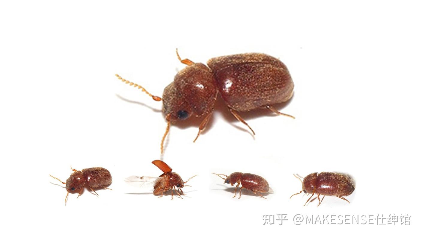 雪茄虫到底是什么?长什么样?如何预防雪茄虫?雪茄长虫了怎么办?