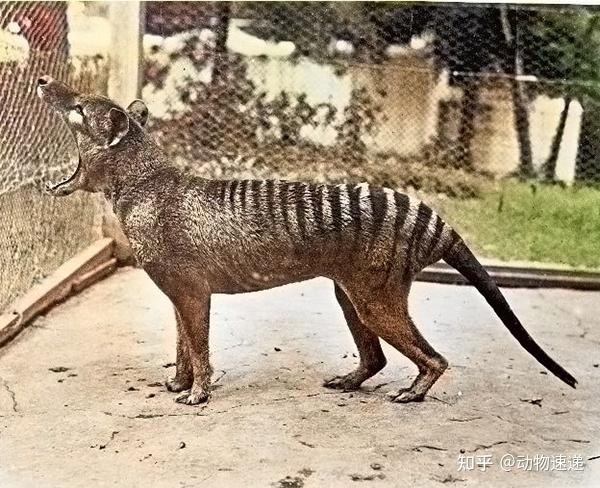 澳洲野犬"一家独大"