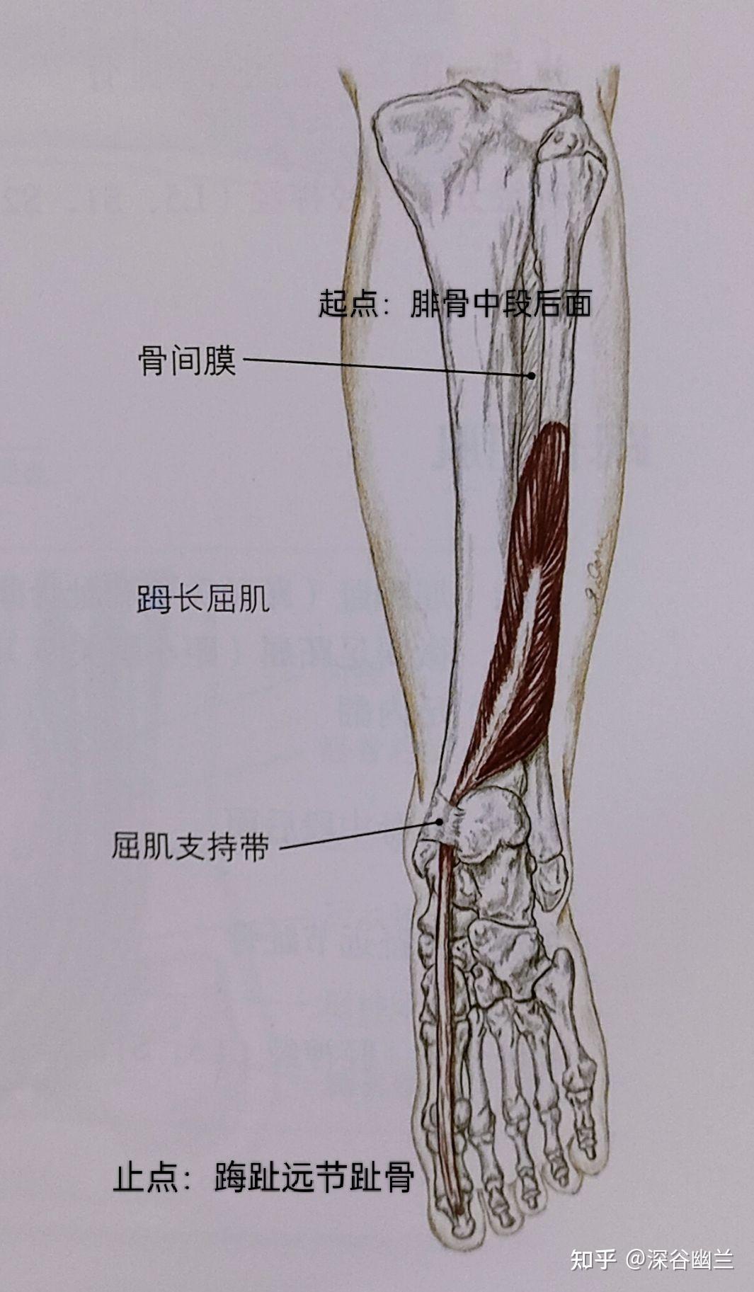 踝关节与足部疼痛的调理