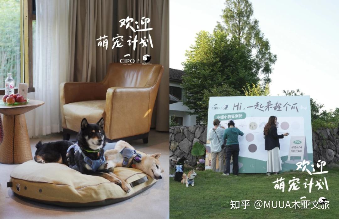 宠物友好≠开门迎客:民宿的破局关键在系统设计 - 知乎