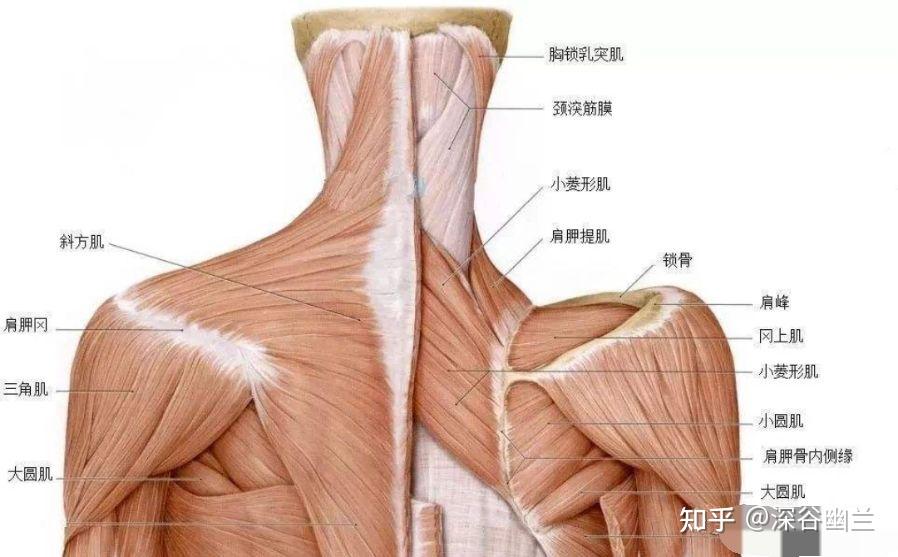 在胸锁乳突肌与斜方肌上端附着部之间的凹陷中,深层为头夹肌,有枕动