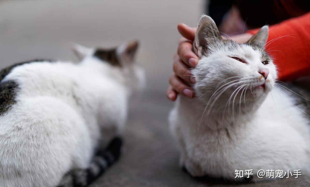 为啥摸猫的时候,它发出“咕噜”声,过一会却转头咬人呢? - 知乎