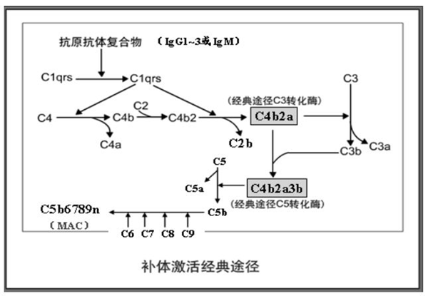 补体的三种激活途径你了解吗