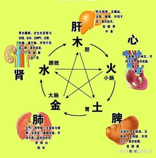 五行和人体五官、五脏的关联,为什么要从中医学角度入手? - 知乎