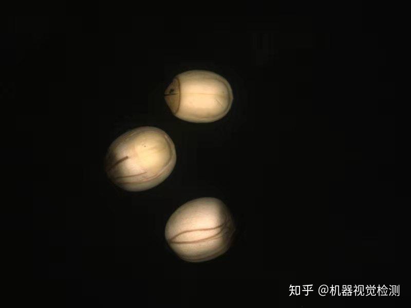 莲子外观缺陷视觉检测系统