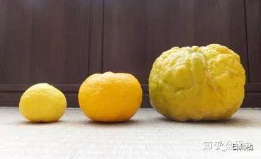 日本柚子 | 它，它，它，居然不是柚子，而是橙？！ - 知乎