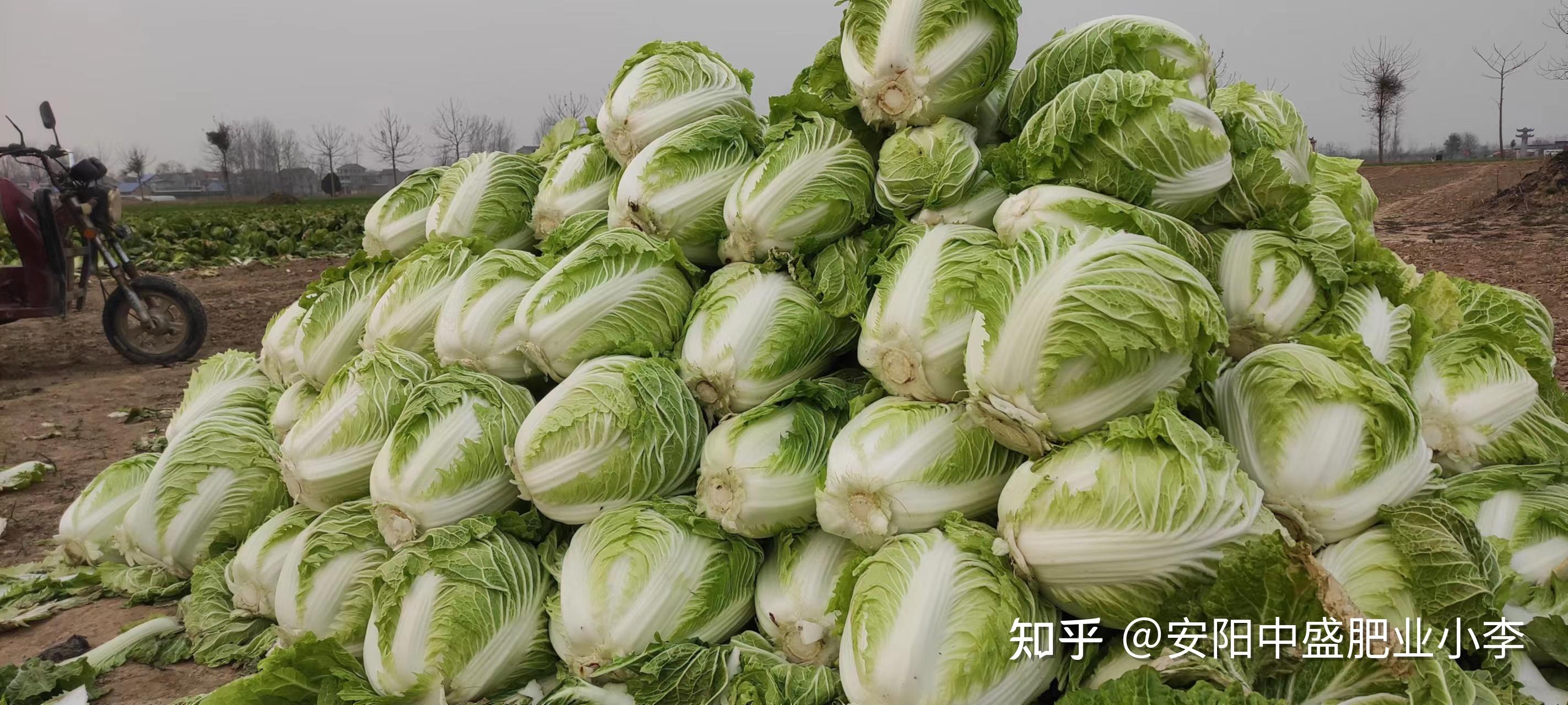 今年白菜花质优价高 菜农笑开颜--温岭新闻网