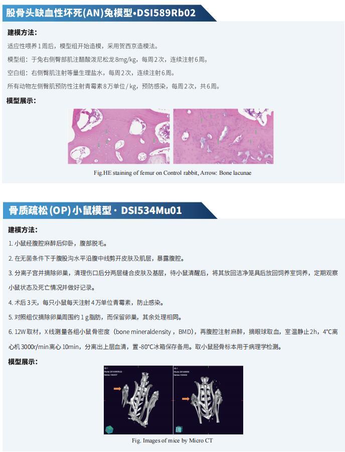 骨再生研究新发现 - 知乎