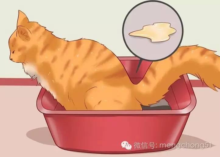 刚满月的小猫拉肚子怎么办?