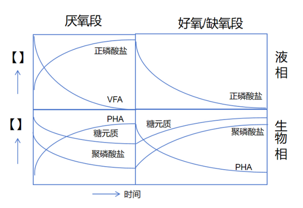 氮磷百科—生物除磷过程中的生化反应 - 知乎
