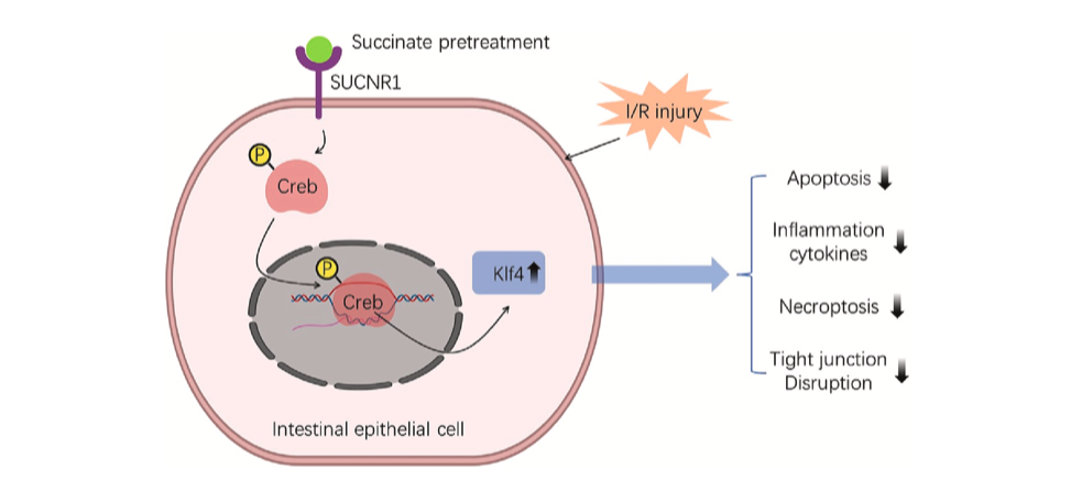 腸缺血再灌注(i/r)損傷是各種疾病中常見的病理生理過程,由緊密連接