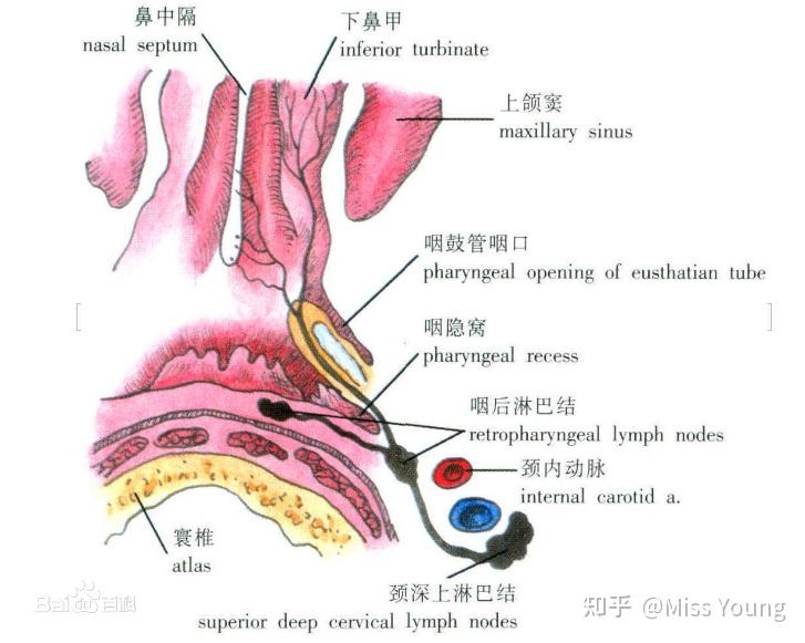 扁桃体周围血管解剖图图片