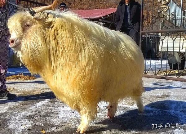 公羊好好一坡种公羊的挑选与管理很重要