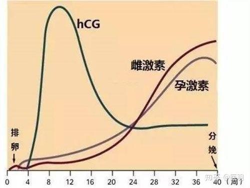 孕期hcg水平变化图图片