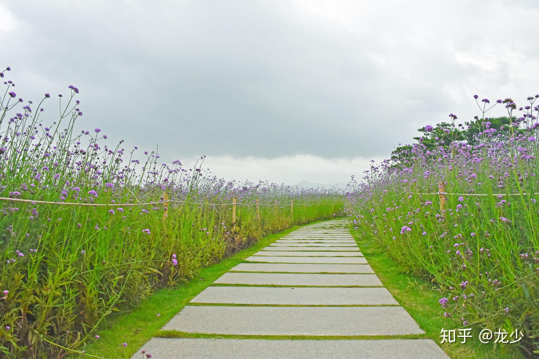 花开深圳 人才公园