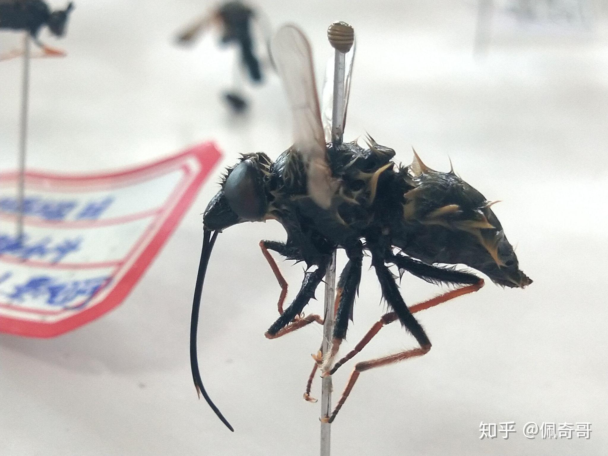 看过这个昆虫吗它叫蜂虻