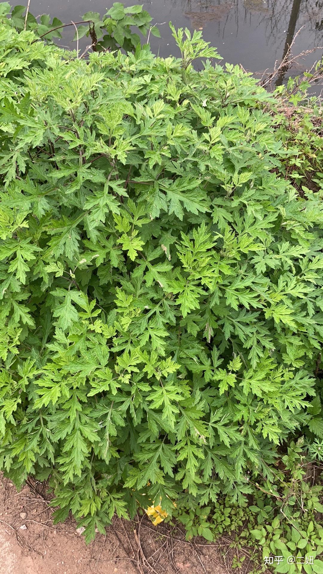 艾草- 知乎