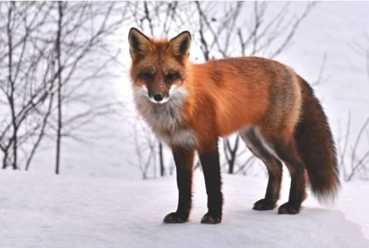 火狐(赤狐)red fox性格特征,习性特性据悉,亚洲的土种狐狸虽然已经