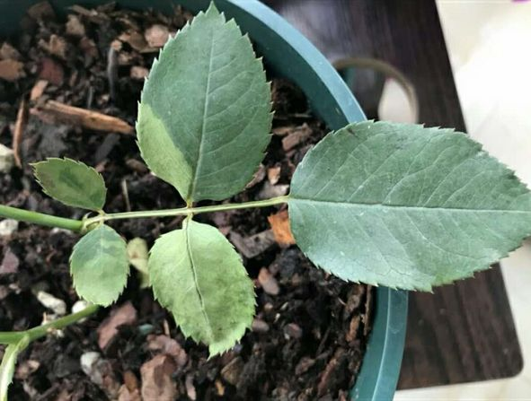 月季移盆后叶子发黄枯萎 v2-32c2c0b41dfd765c11e7bd6ea8b219b0_1440w.jpg