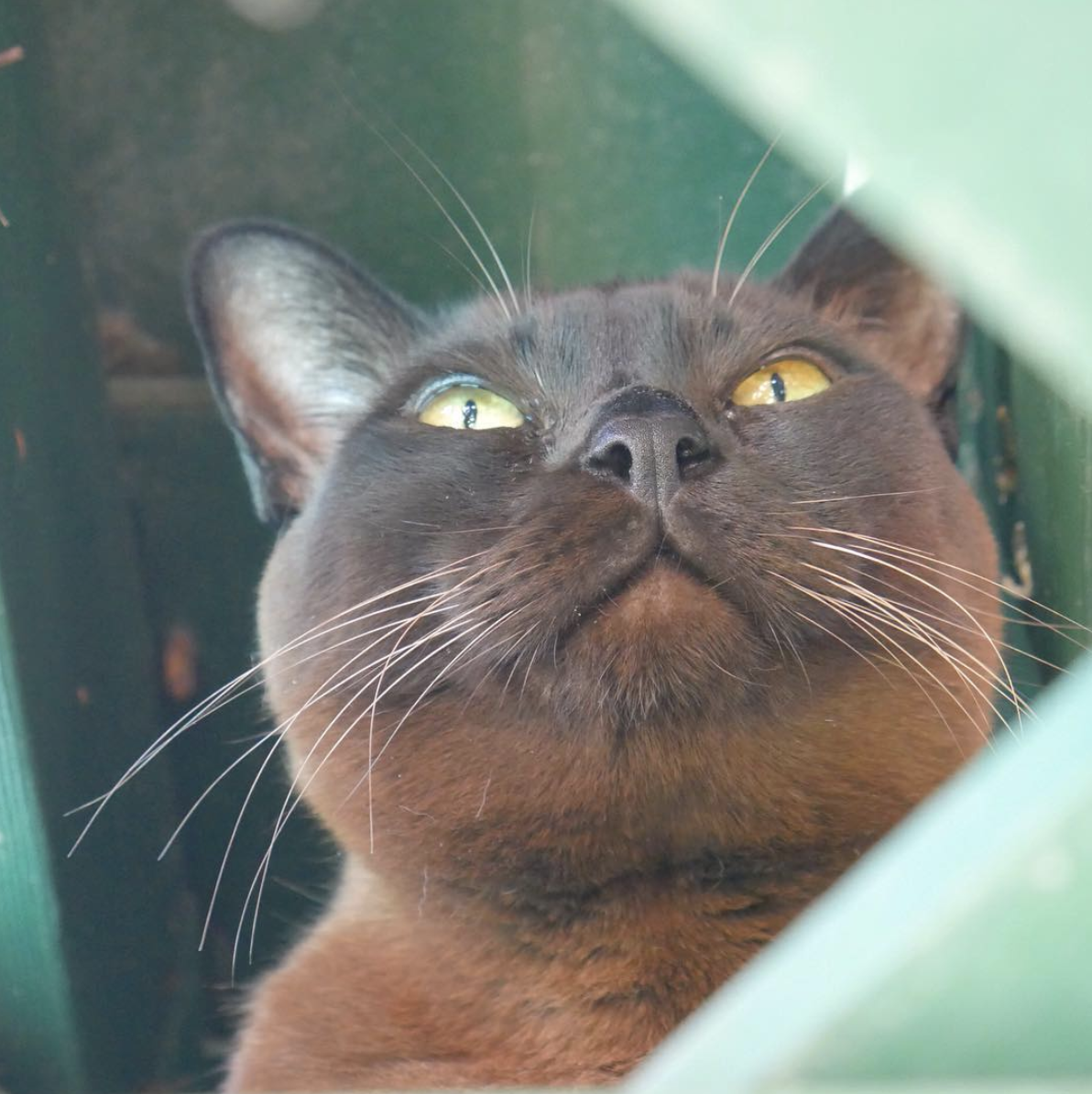 吸猫大会缅甸猫simba