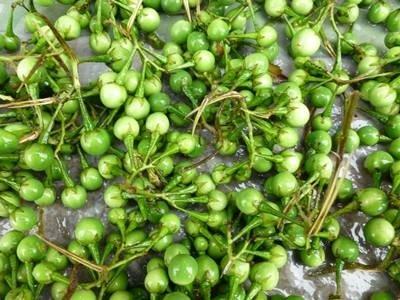 奇果异果系列之苦果