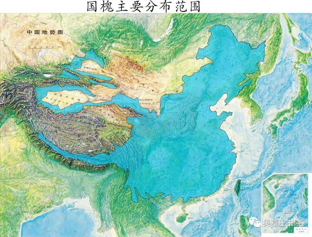 植物地理:我国常见的行道树分布 - 知乎