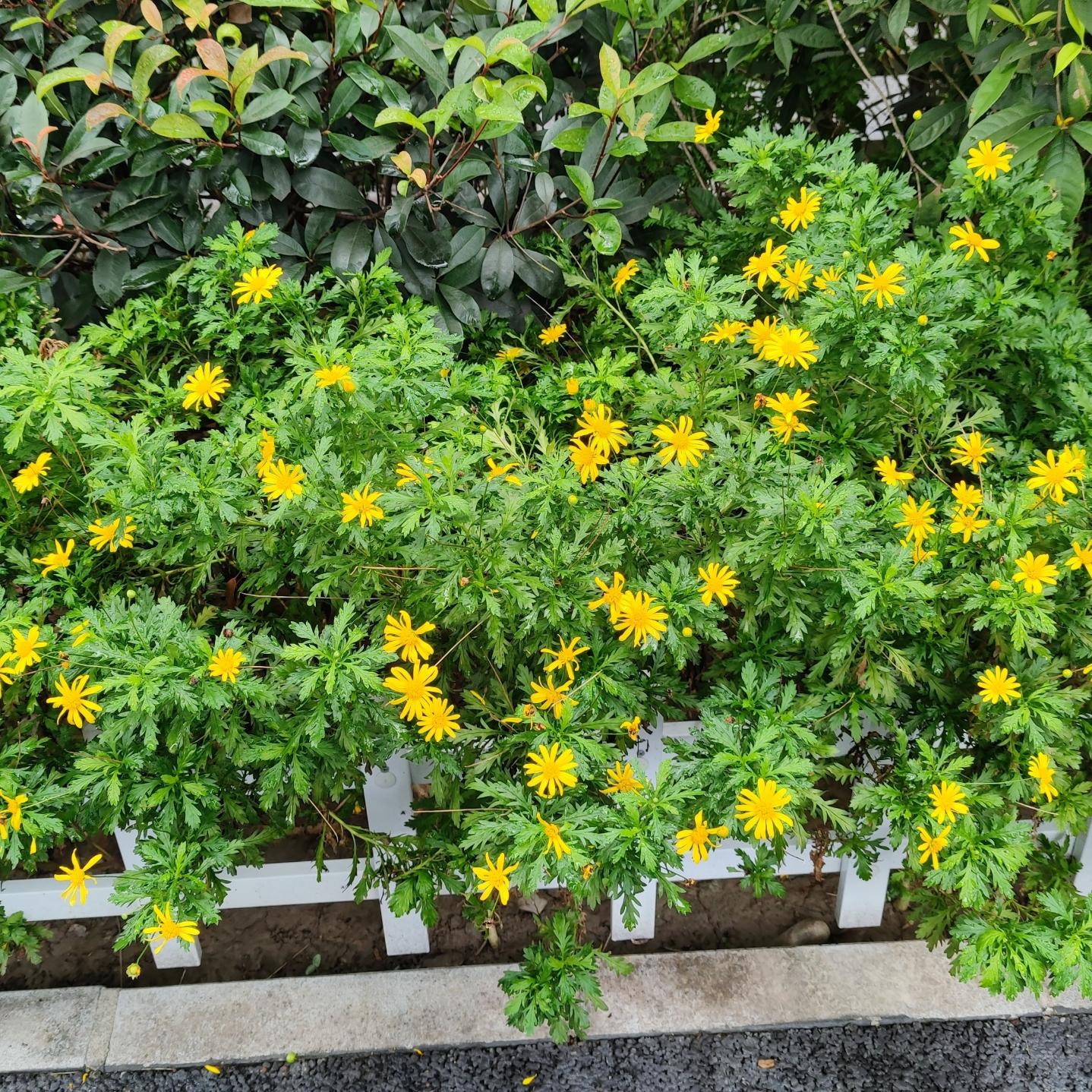 烟沧水茫