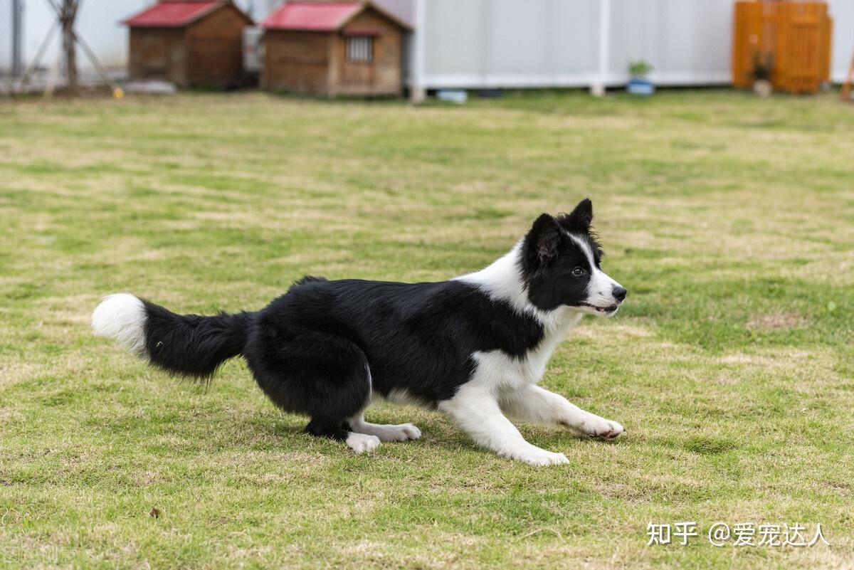 原來邊牧犬舔這些地方是有事情告訴你的