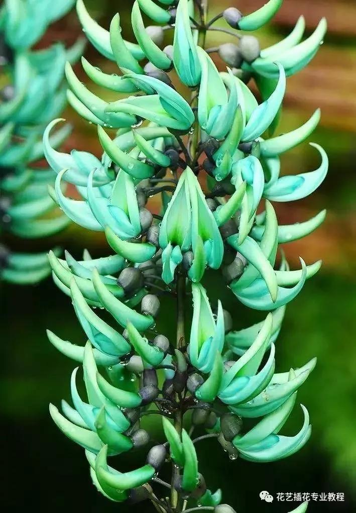 10种世界上最稀有的花 知乎 10种世界上最稀有的花 知乎