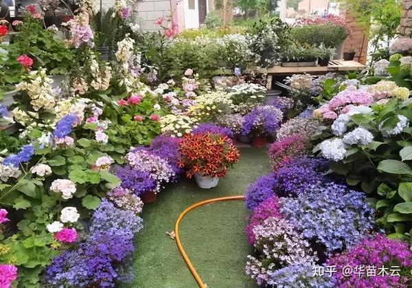 养1000盆花是种什么体验?看看这些购花养花小诀窍 - 知乎