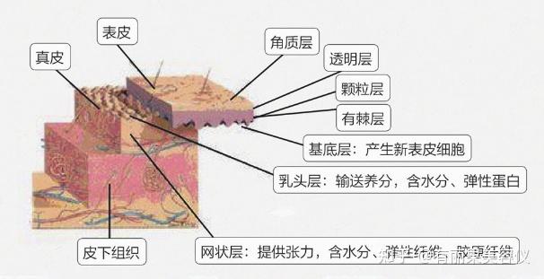 附有从表皮衍生的毛发,皮脂腺,汗腺和甲等附属器,期间分布着丰富的