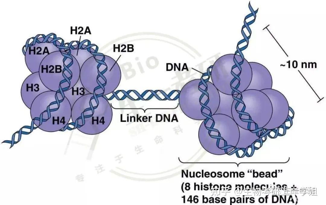 细胞生物学考研 思维导图带背之 细胞核