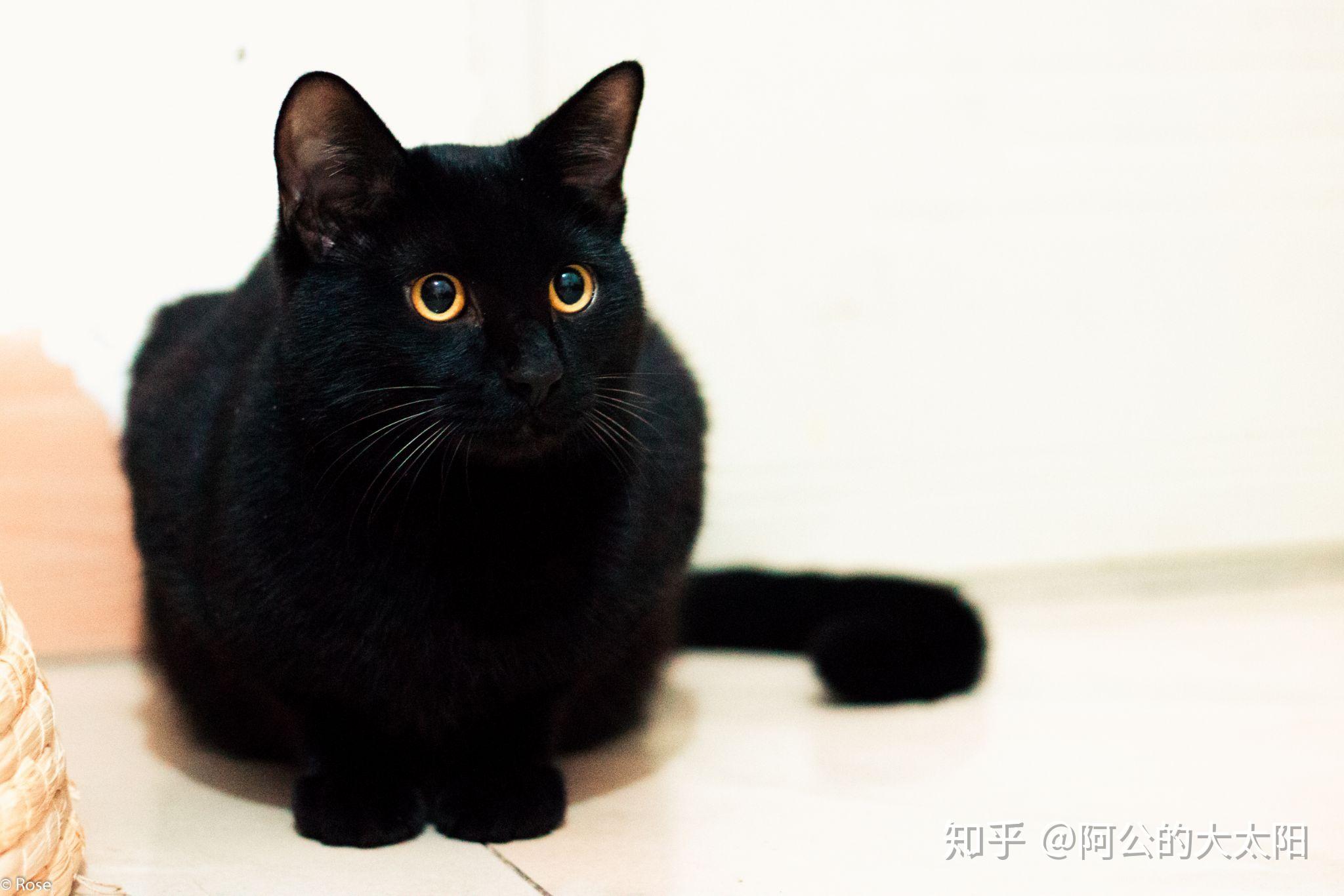 养只黑猫是什么样的体验?