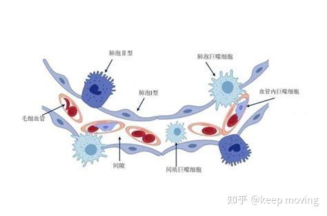 肺脏组织的基本结构 - 知乎