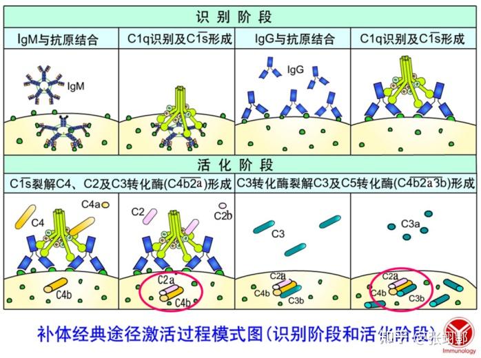 免疫学-1-补体系统 - 知乎