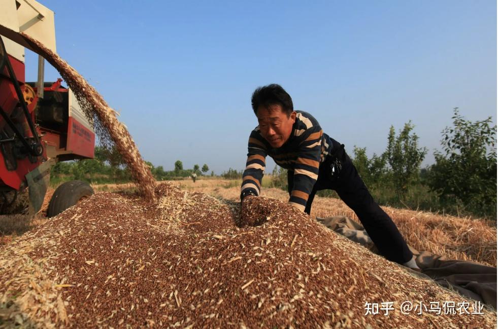 黑小麦无糖富硒一斤售价23元10个人9个人没吃过高产量高价格
