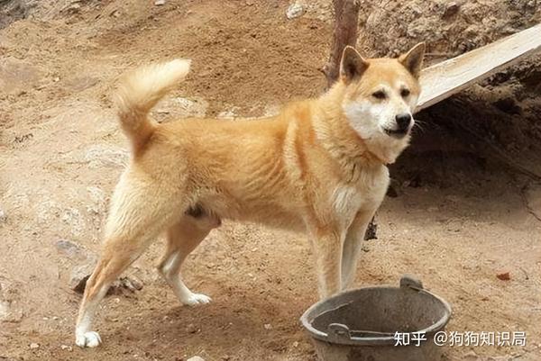 “黄狗”有多好?不养不知道,养了让你捡到宝 - 知乎