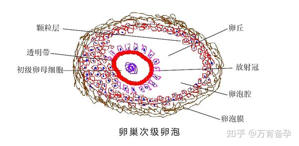快来看看,你的卵子合格吗? - 知乎