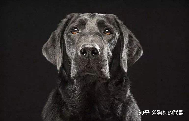 这5种威猛而帅气的大狗，值得女生托付终生 - 知乎