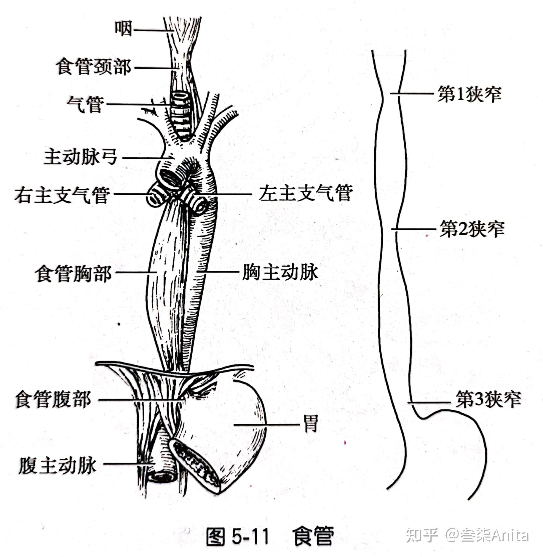 食管解剖图高清图图片