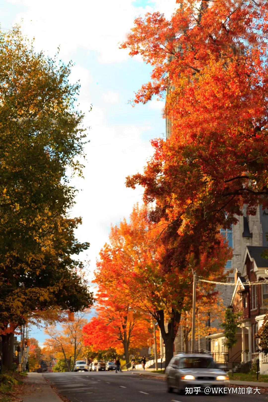 加拿大移民秋天到了又到了赏枫的季节安省这个城市的枫叶太美了