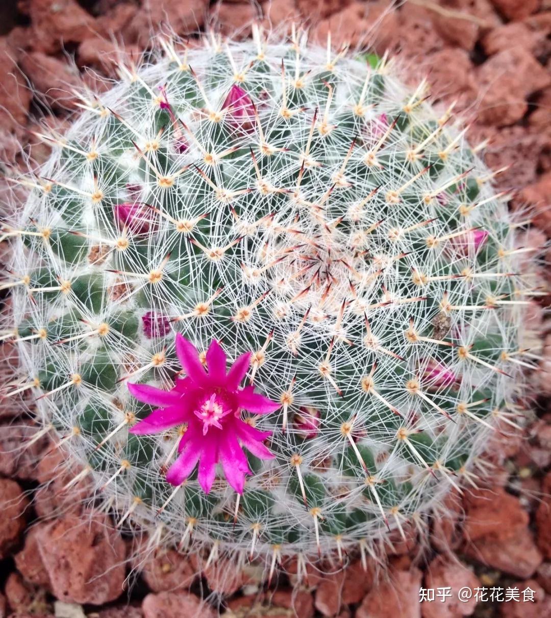 多肉植物怎么种养管护一