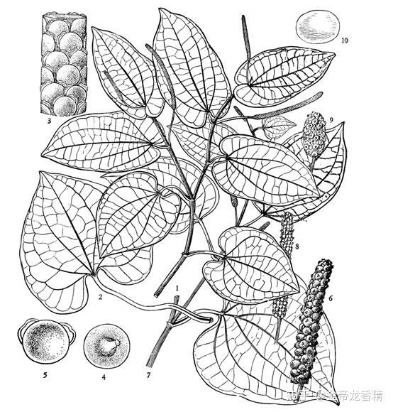 香精与香料(121)—山蒌 - 知乎