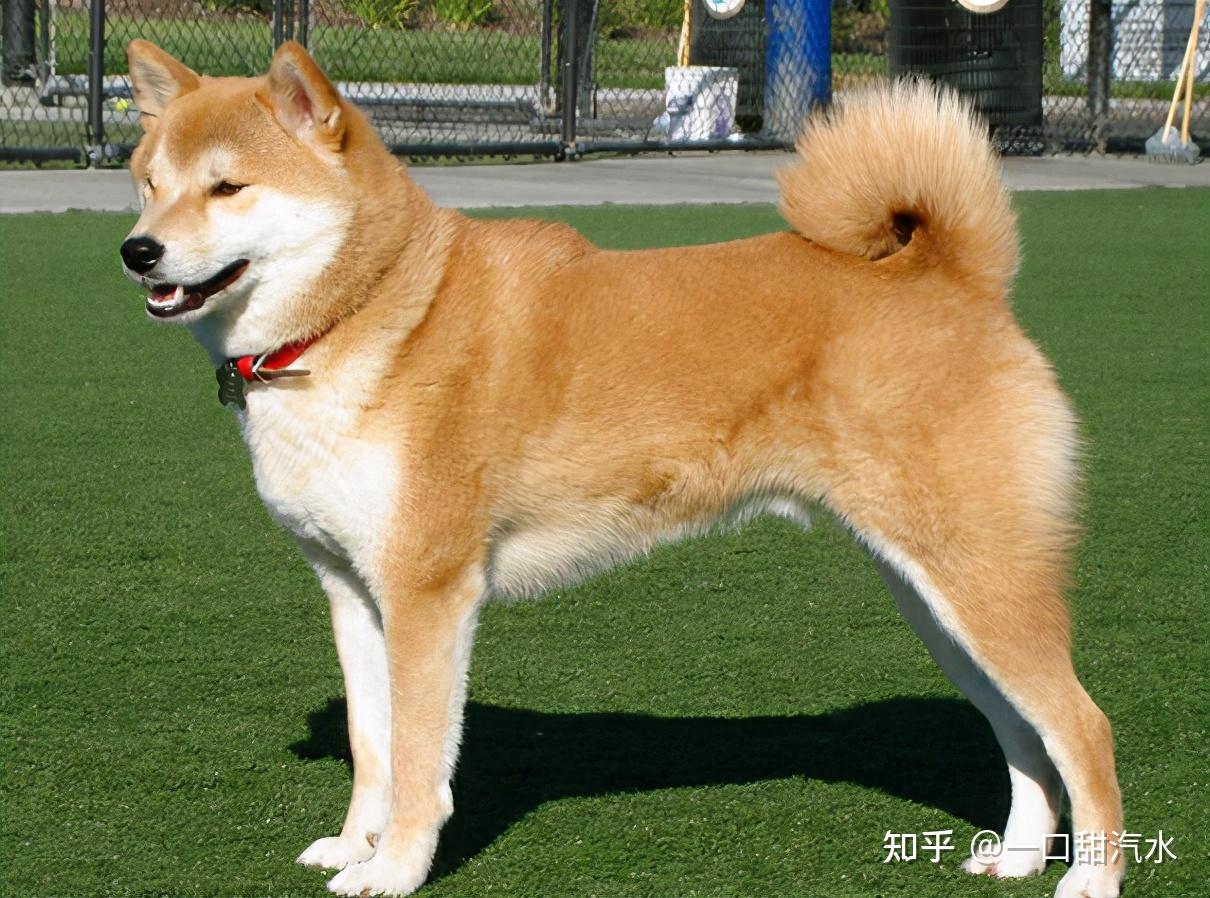 城市中被禁养的犬种你知道吗