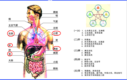 肺,脾,肝,肾,心,滋补五脏的前三名,为家人收着